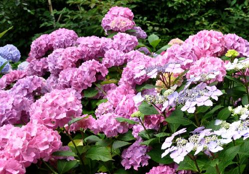 Hydrangeawolkeindjuli