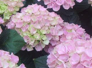 HydrangeaXianRose