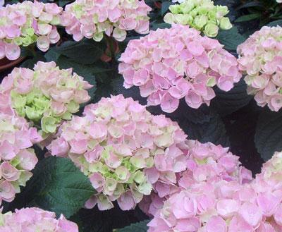 HydrangeaXianRose