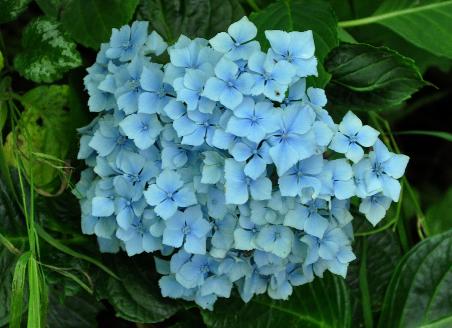 HydrangeaxserratophyllaMarquiseCayeuxLouis1960pic2