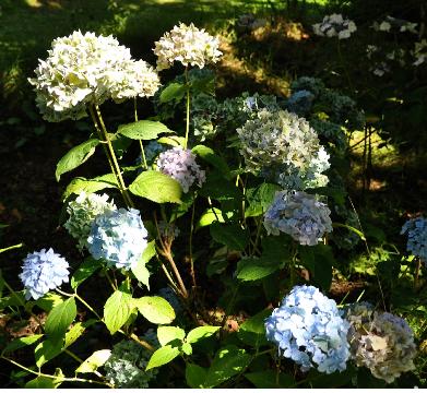 HydrangeaxserratophyllaSouvenirdeClaireRovelli1896globalviewaugust