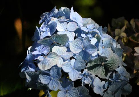 HydrangeaxserratophyllaSouvenirdeClaireRovelli1896