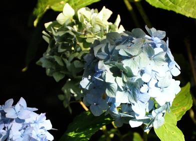 HydrangeaxserratophyllaSouvenirdeClaireRovelli1896pic2