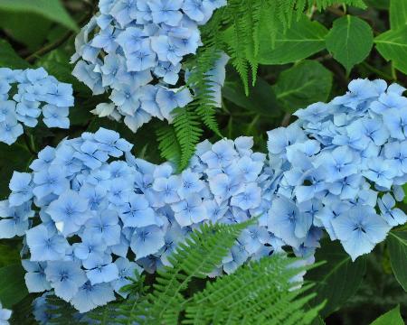 HydrangeaxserratophyllaMarquiseCayeuxLouis1960