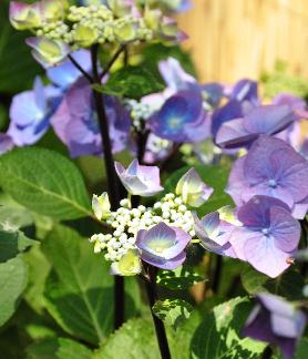 HydrangeaZorronice