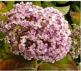 hydrangeazrkleinebloemetjes