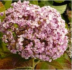 hydrangeazrkleinebloemetjes