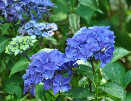 HydrangeaZurichRampJungplanzenVN