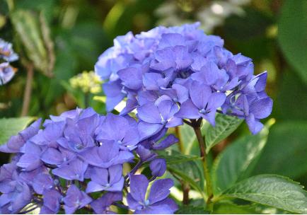 HydrangeaZurichRampJungplanzennice