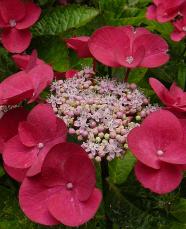 hydrangemacrotellergroupgimpel