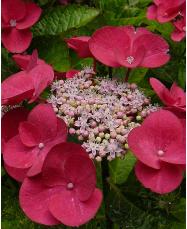 hydrangemacrotellergroupgimpel