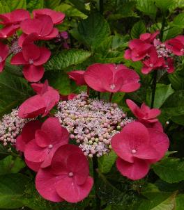 Hydrangea macrophylla 'Gimpel'