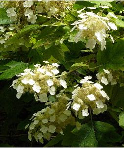 hydrangequercifolia