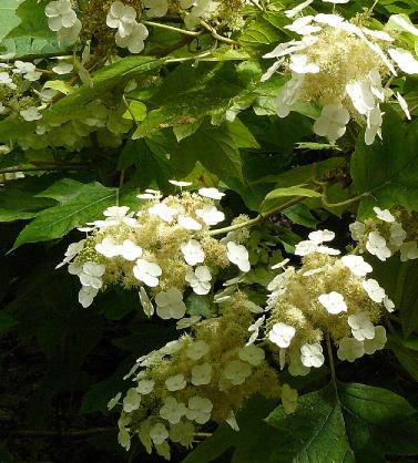 hydrangequercifolia