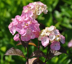 HydrangeserrataPreziosanicejuli