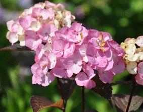 HydrangeserrataPreziosajuli2010