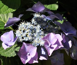 HydrBlaumeiseopenfertielebloemen