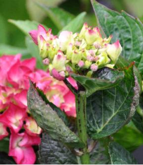 Hydrangea macrophylla 'Merveille Sanguine'