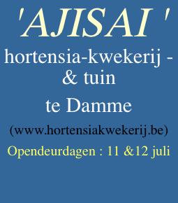 'AJISAI ' hortensia-kwekerij - &