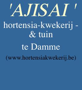 'AJISAI ' hortensia-kwekerij - &