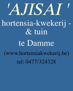 'AJISAI ' hortensia-kwekerij - &