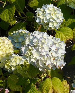 hydrmacrophyllanikoblue