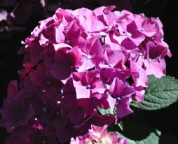 Hydrangea mme Emile Moullière