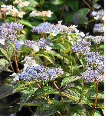 Hydrangea-serrata-'Bluebird'