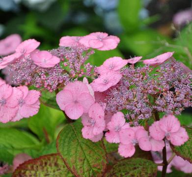 Hydrangea serrata 'Klaveren' eind juli