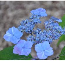 Hydrangea 'veerle'closeup