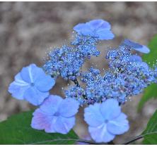 Hydrangea 'veerle'closeup