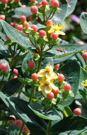 Hypericum - hertshooi