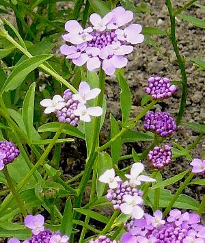 iberisumbellata