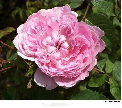 Rosa 'Jacques Cartier'