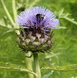 Kardoen-bloem-closeup- hommel