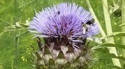 kardoencynara