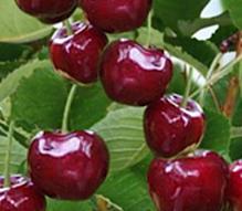 Juglans regia noten