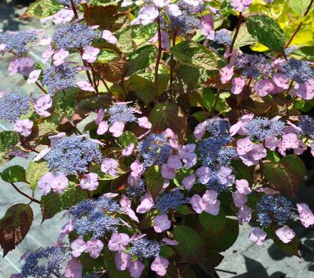 Hydrangea serrata 'Klaveren' begin juli 