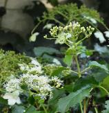 klimhortensia