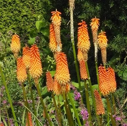 Kniphofia-Vuurpijl