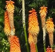 kniphofia33