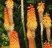 kniphofia33