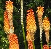 kniphofia33