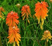 Kniphofia 'Ember Glow' vn