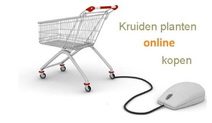 kruidenplantenonlinekopen