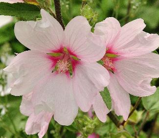 Lavatera-hybride-Barnsley-closeup-vnnn