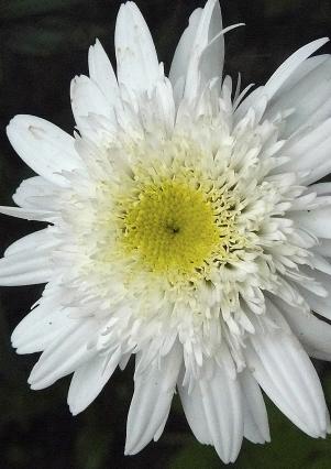 Leucanthemum-stina