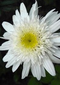 Leucanthemumstina