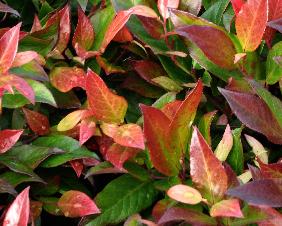 LeucothoeaxilarisScarlettaSenseherfstkleur2