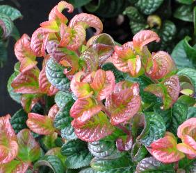 LeucothoeaxillarisCurlyRed